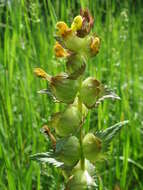 Image of Yellow rattle