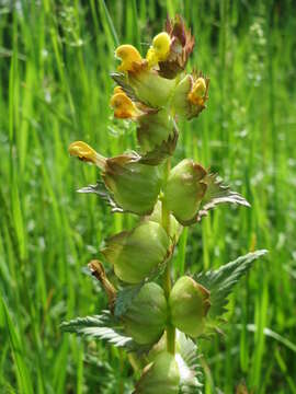 Image of Yellow rattle