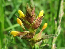 Image of Yellow rattle