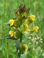 Image of Yellow rattle