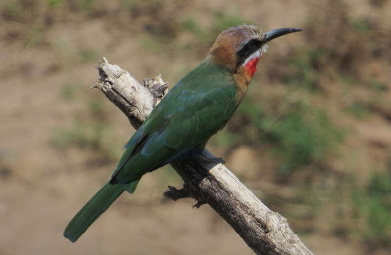 Image of White-fronted Bee-eater