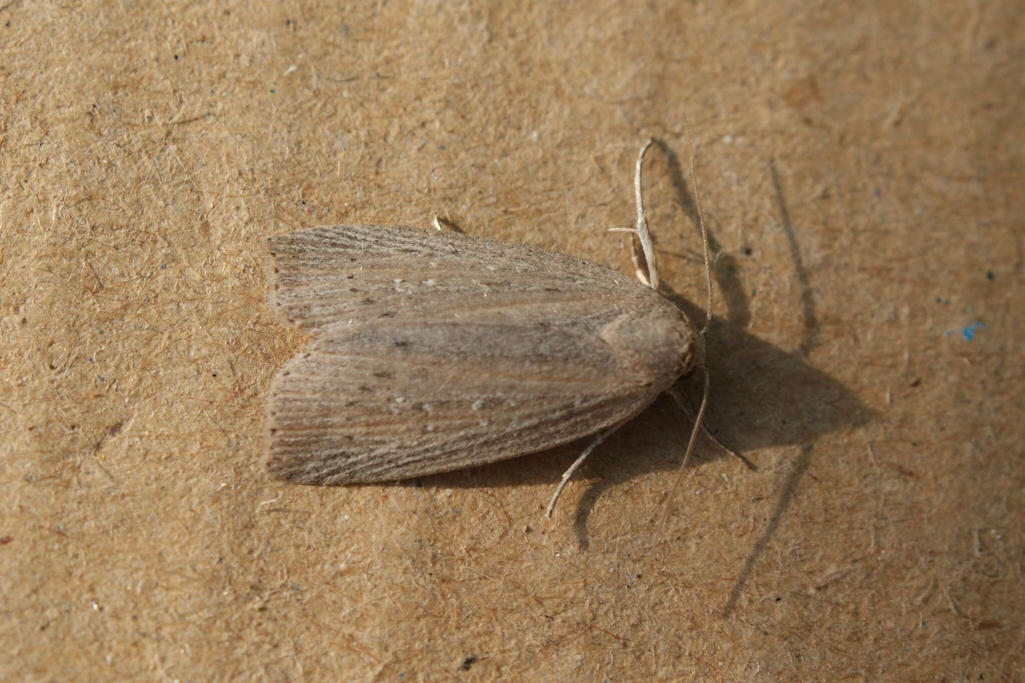 Image of Chilodes maritima Tauscher 1806