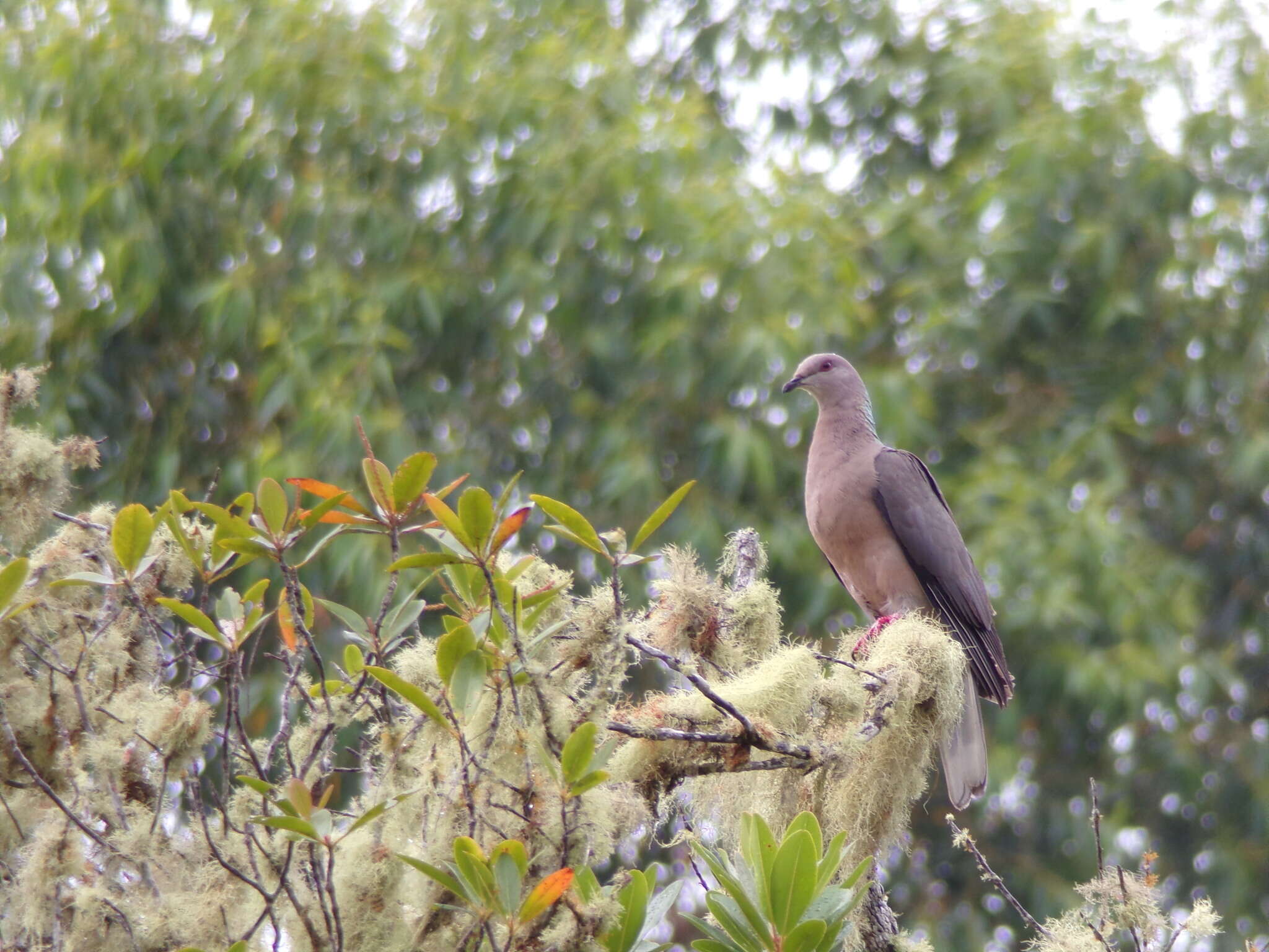 Image of Ring-tailed Pigeon