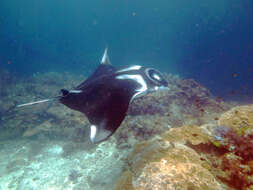 Image of Chevron Manta Ray