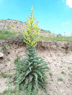 Image of Verbascum songaricum Schrenk