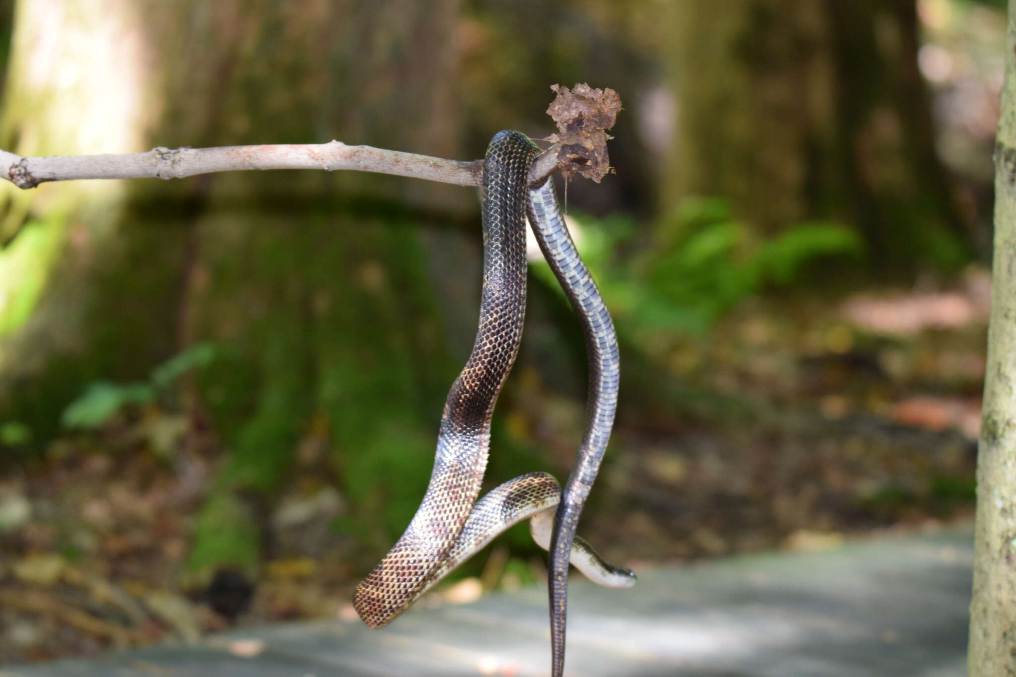 Image of Pantherophis spiloides (A. M. C. Duméril, Bibron & A. H. A. Duméril 1854)