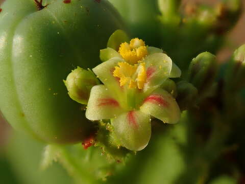 Слика од Jatropha elliptica (Pohl) Oken