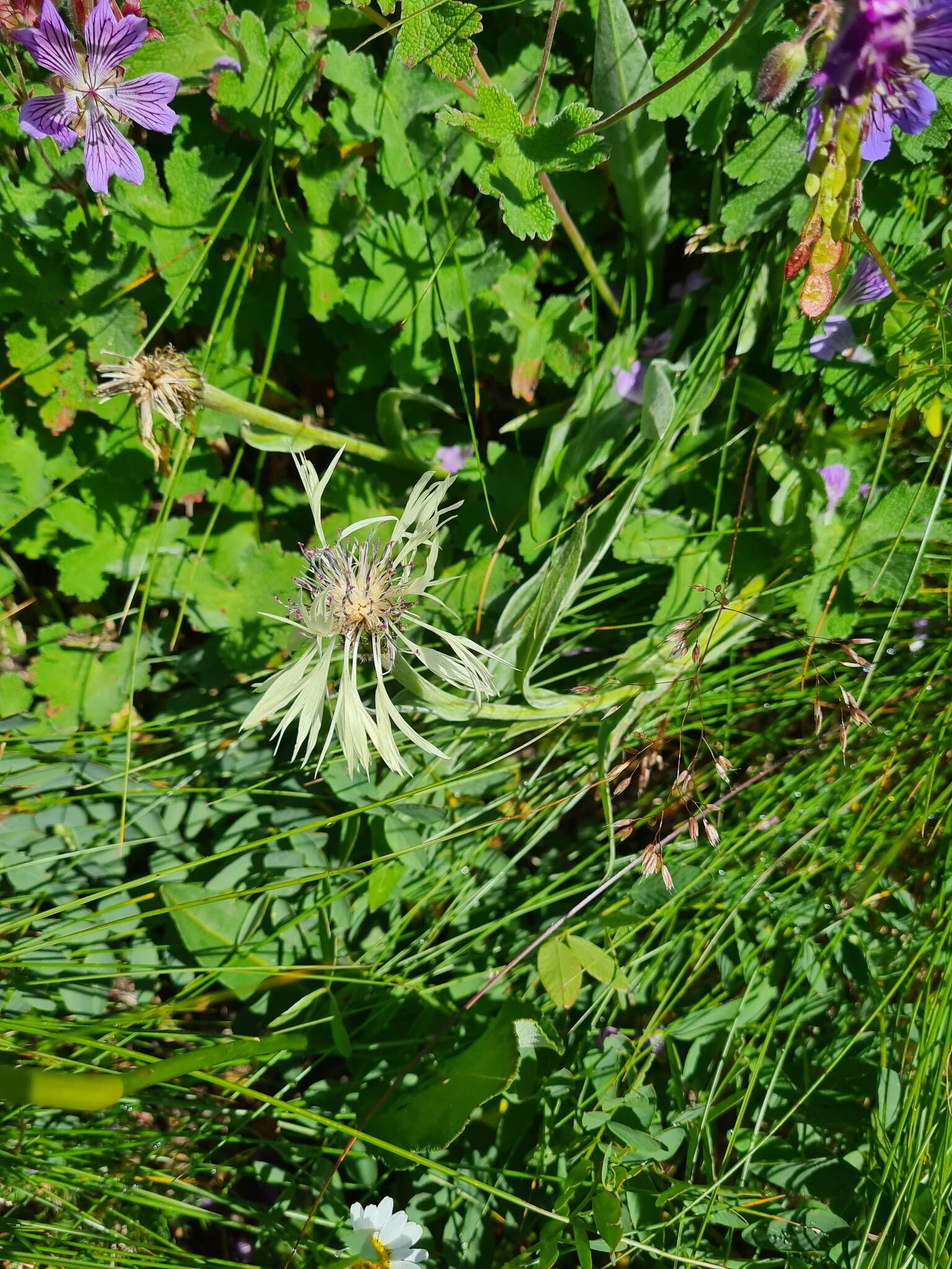 Слика од Centaurea cheiranthifolia Willd.