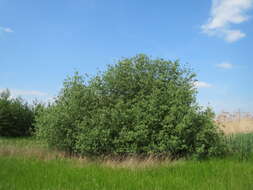 Image of Grey Willow