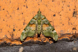 Image of Lawyer pug moth