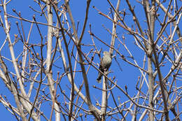 Image of Brown-headed Cowbird