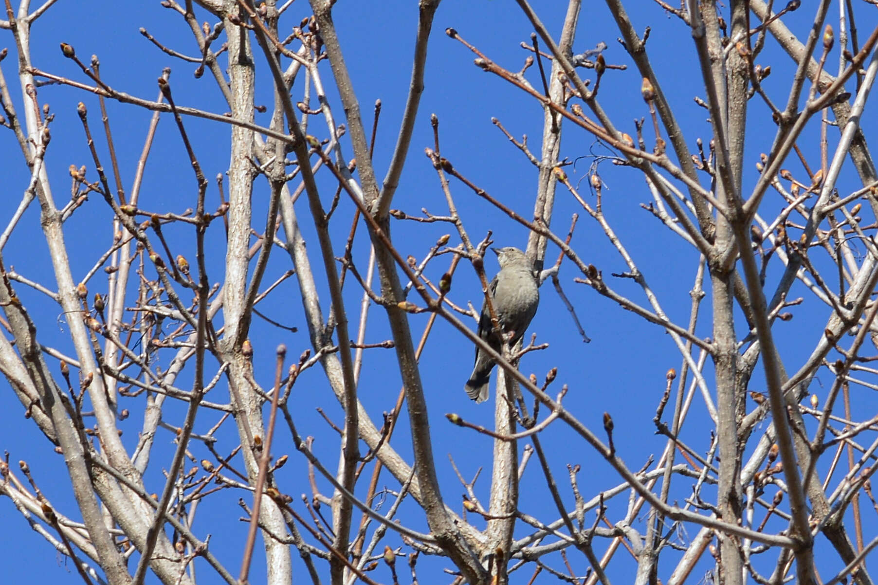 Image of Brown-headed Cowbird