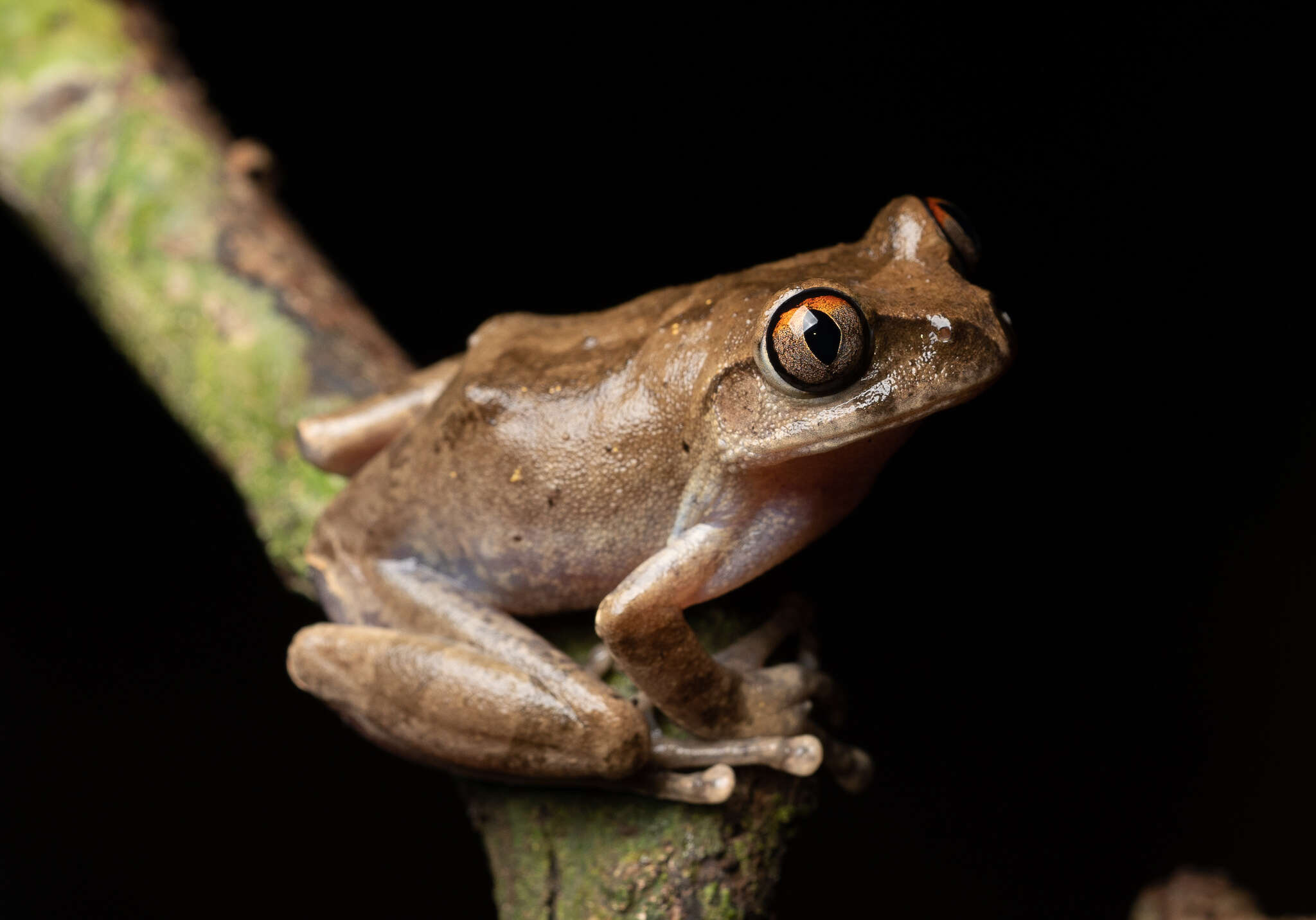 Image of Leptopelis spiritusnoctis Rödel 2007