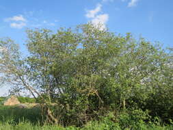 Image of Grey Willow