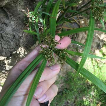 Image of Dwarf Umbrella Grass