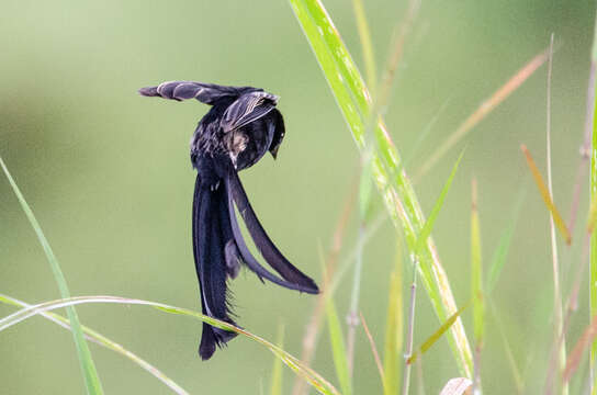 Image of Red-collared Whydah