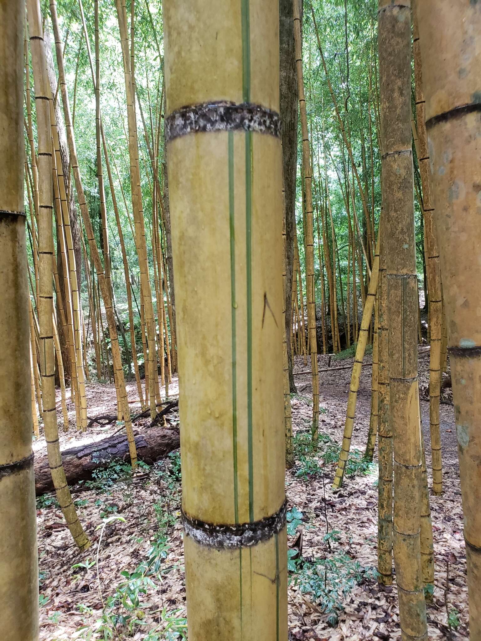 Image of sulphur bamboo