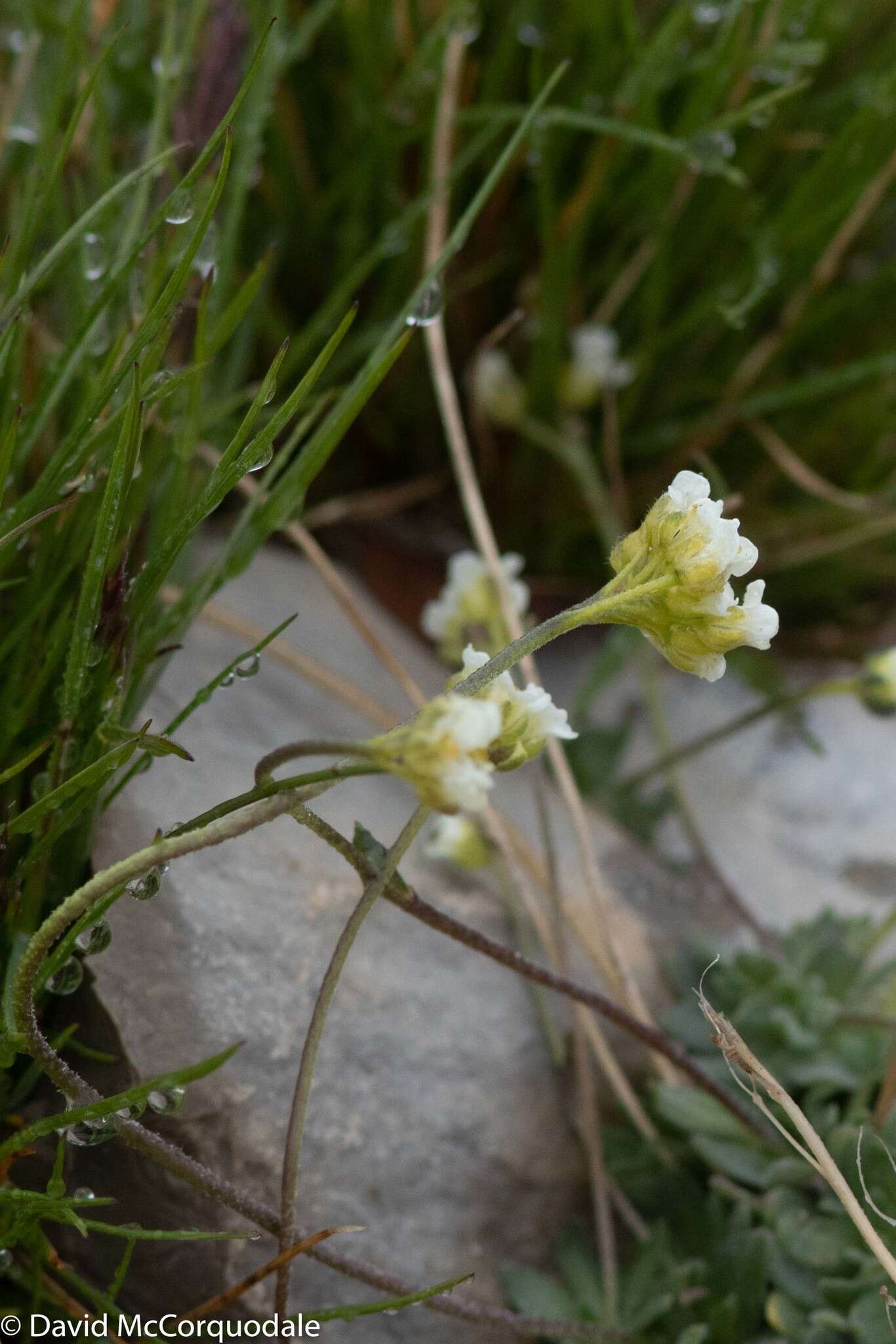 Sivun Idänkynsimö kuva