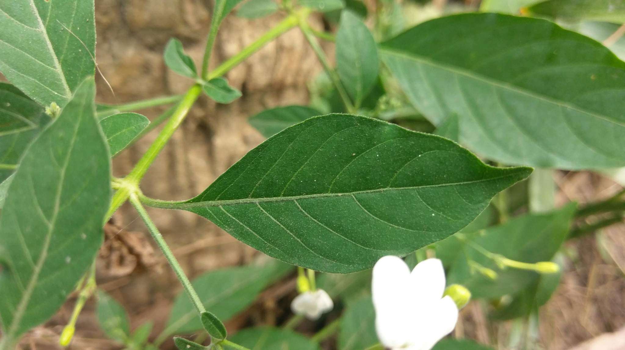 Rhinacanthus nasutus (L.) Kuntze resmi