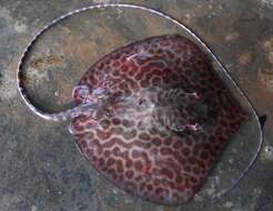 Image of Bleeker's Variegated Whipray