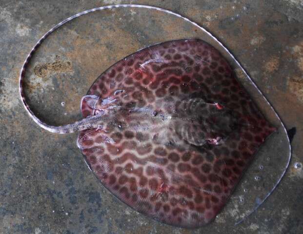 Image of Bleeker's Variegated Whipray