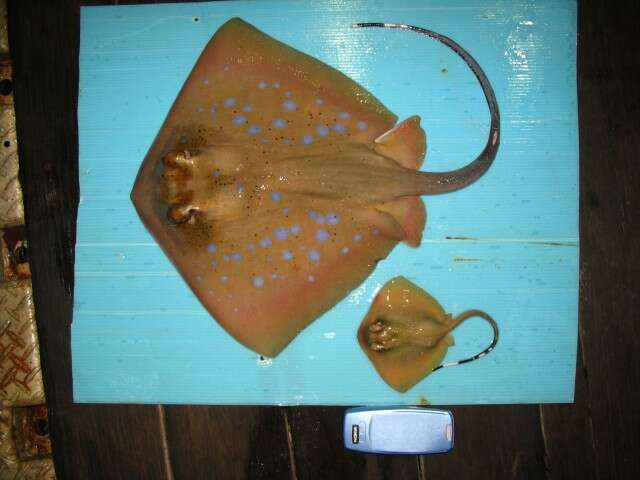 Image of Bluespotted Maskray