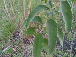 Image of Buddleja tubiflora Benth.