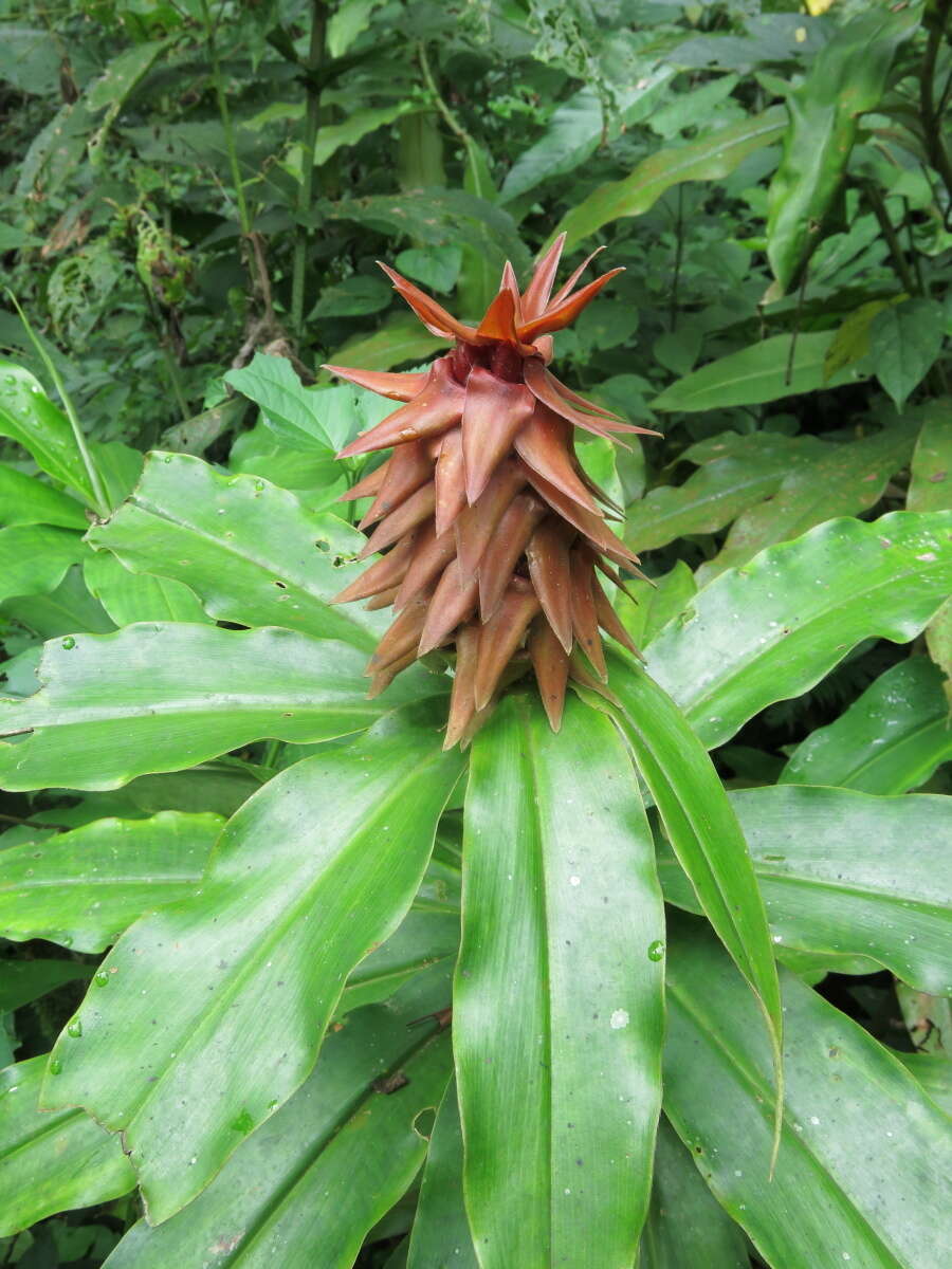 Image of Costus comosus var. bakeri (K. Schum.) Maas