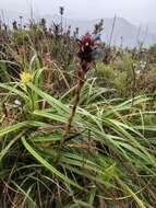 Image of Puya eryngioides André