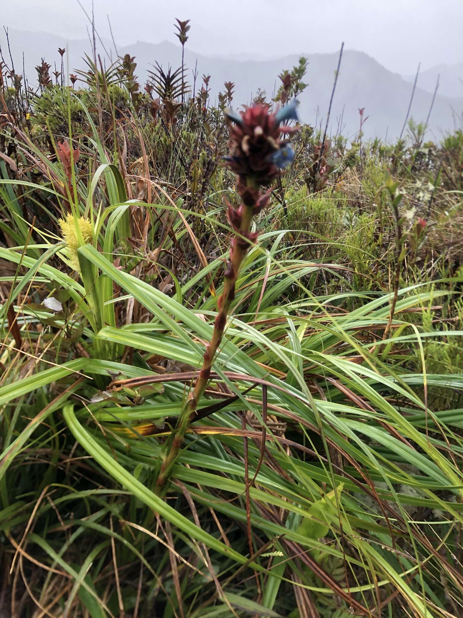 Image of Puya eryngioides André