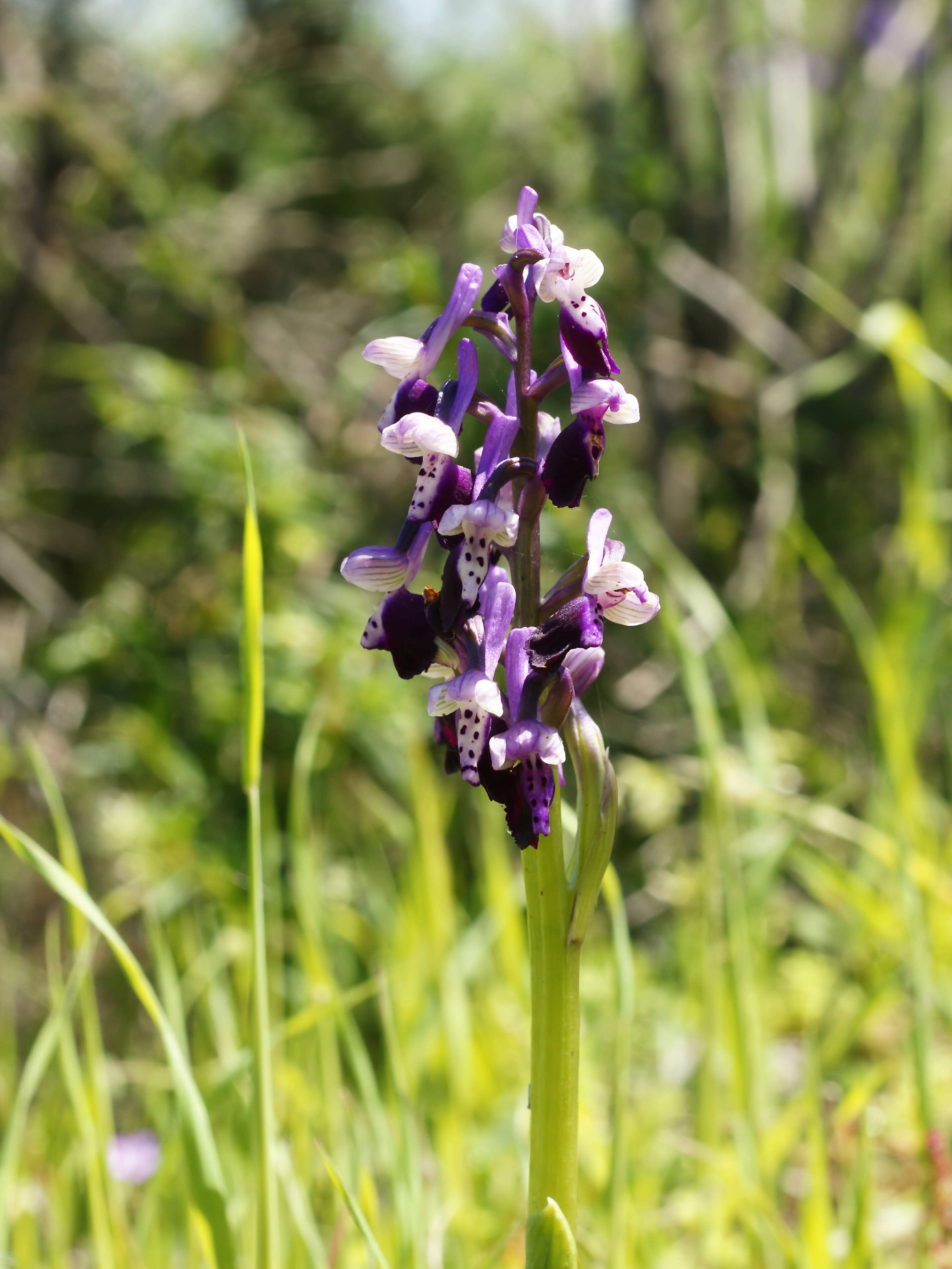 Image of Long-spurred orchid