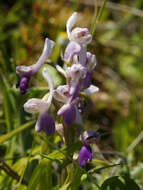 Image of Long-spurred orchid