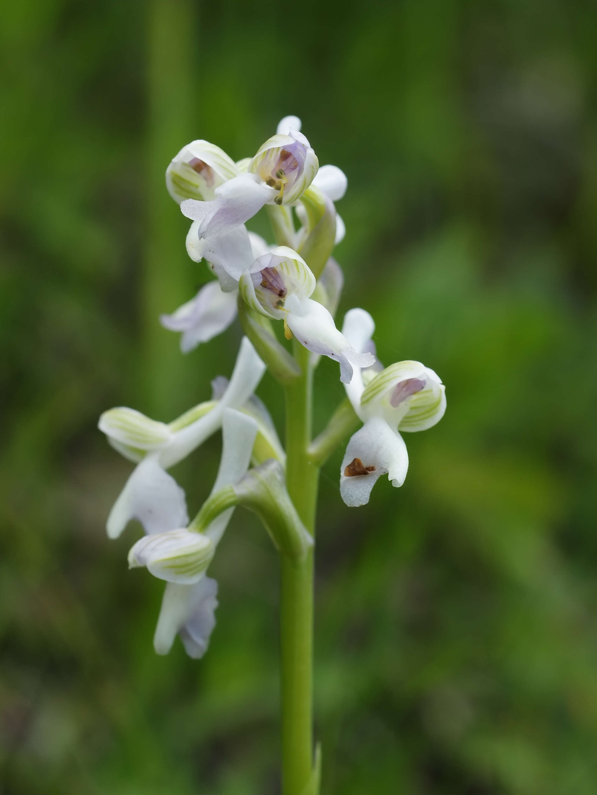 Image of Long-spurred orchid