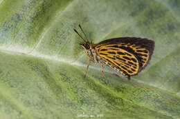 Image of Tiger Hopper