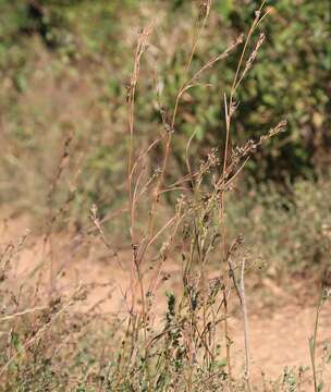 Image of Bupleurum affine Sadler