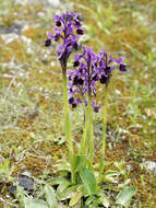 Image of Long-spurred orchid