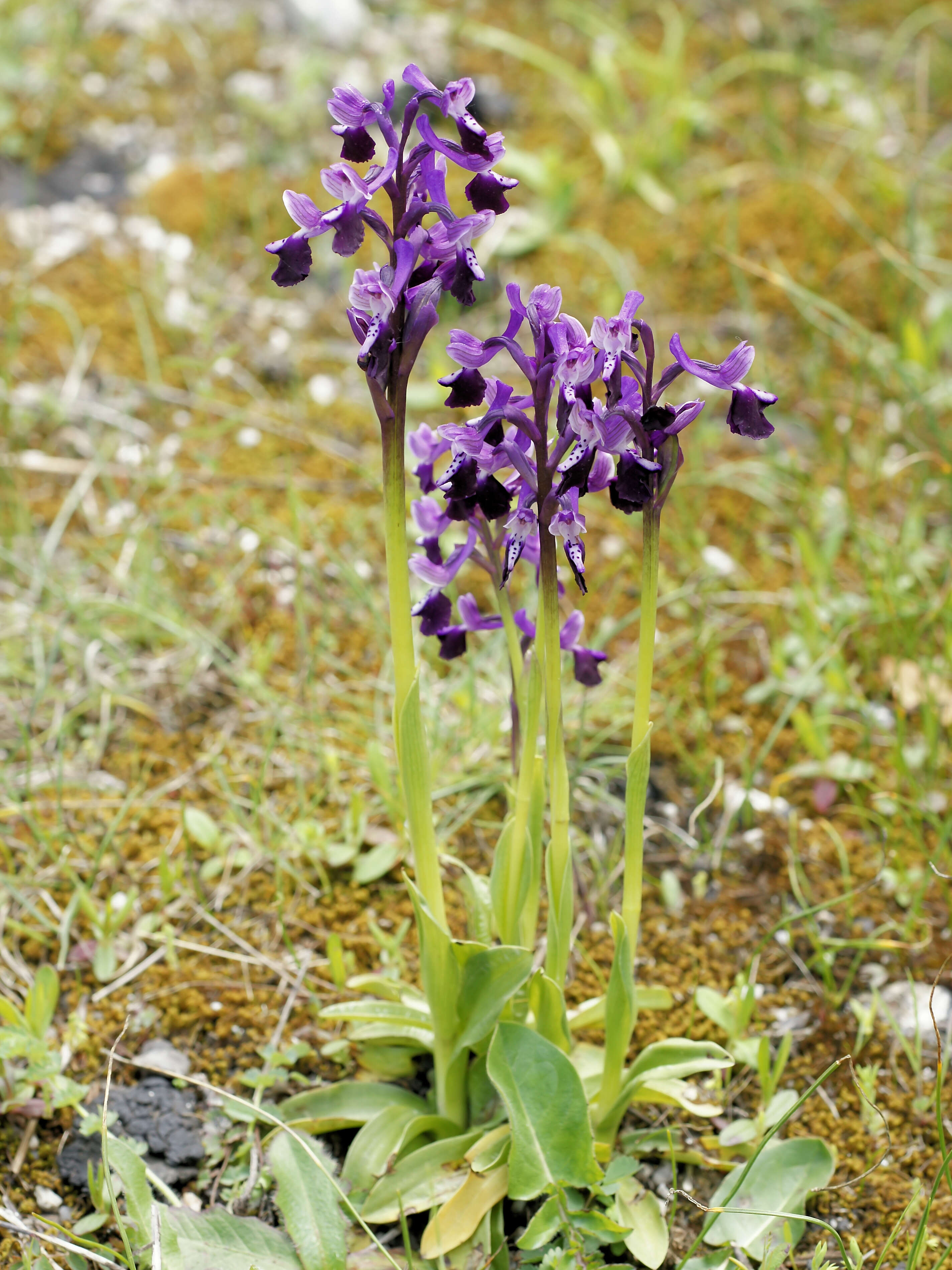 Image of Long-spurred orchid