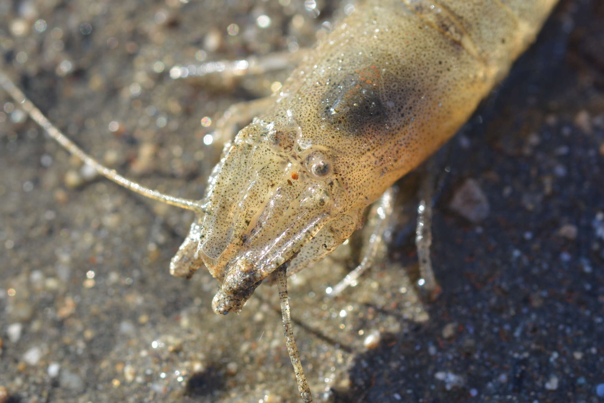 Image of California bay shrimp