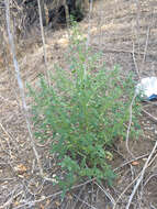 Image of white amaranth, white pigweed