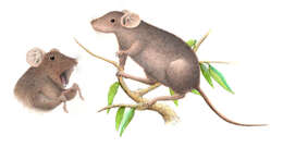 Image of earthworm mice