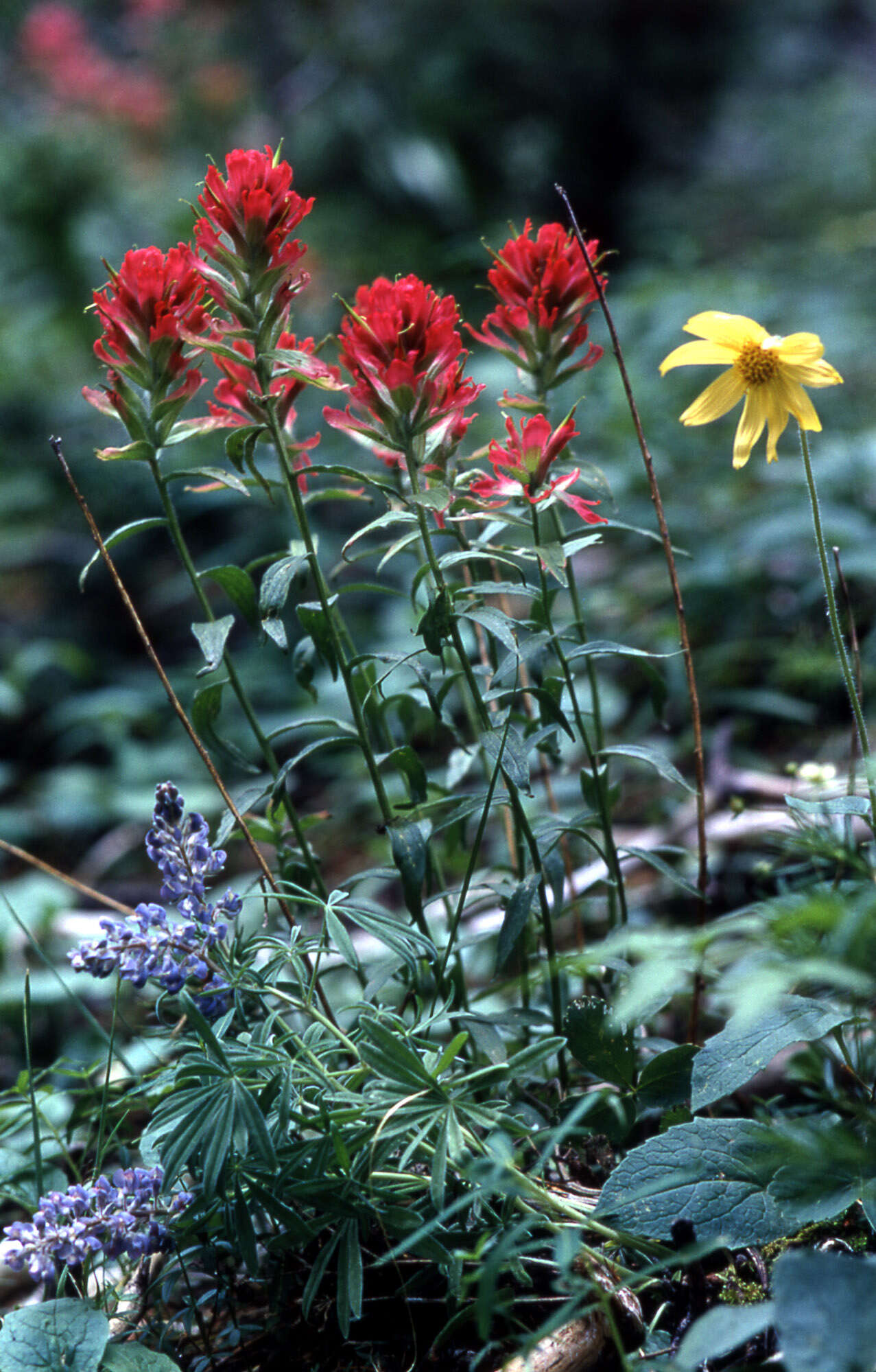 Image of giant red Indian paintbrush