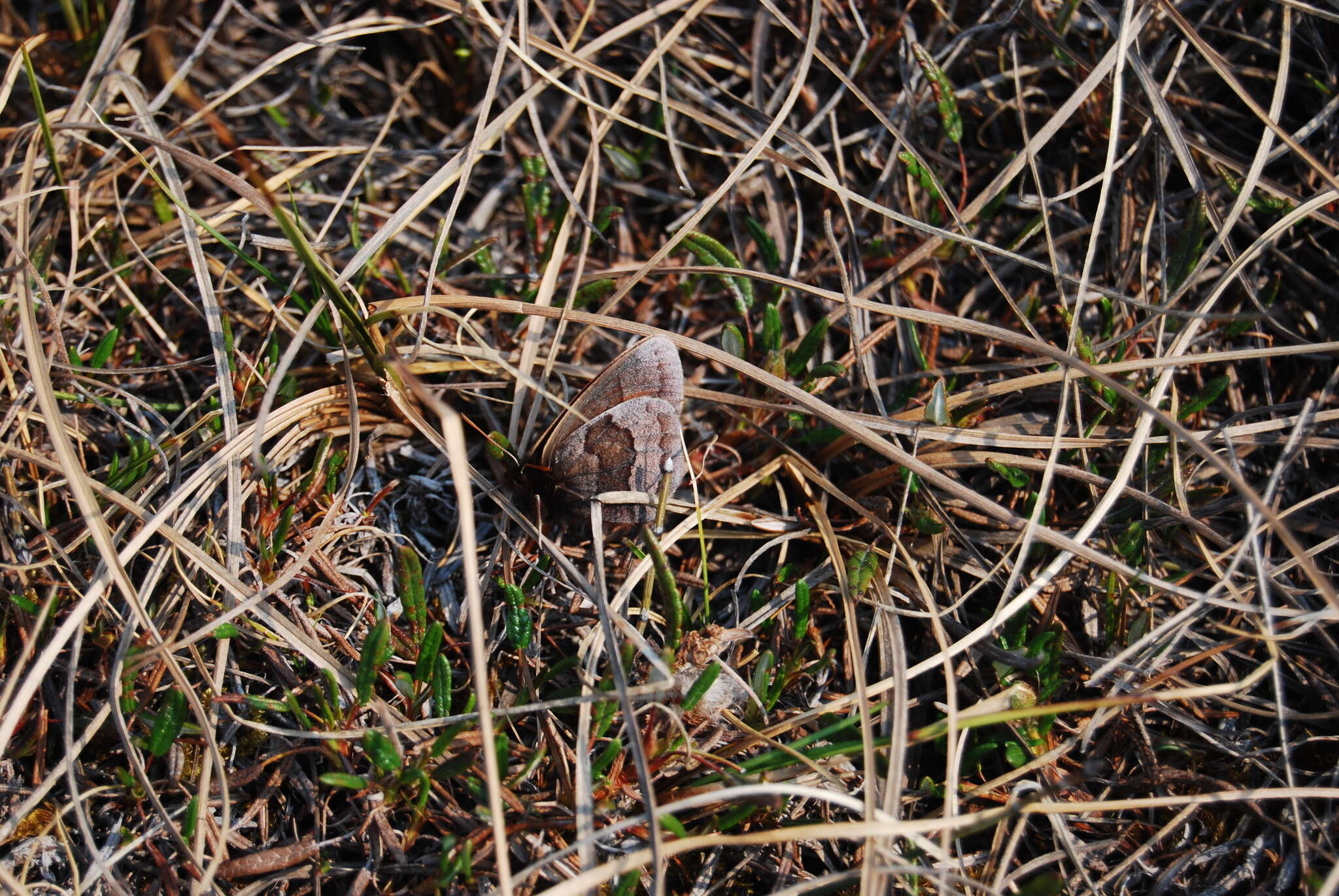 Erebia fasciata Butler 1868 resmi