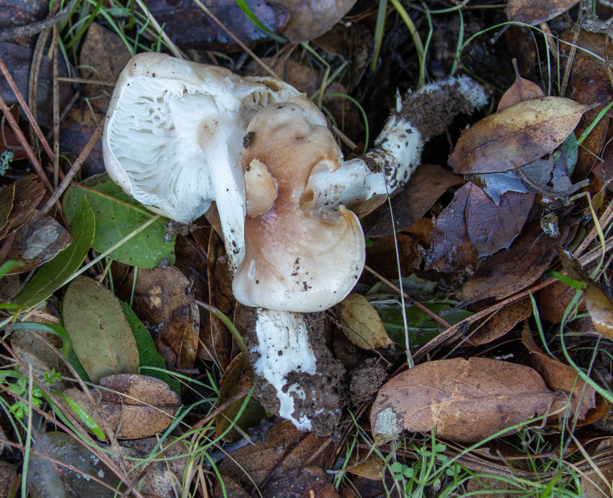 Image of Hygrophorus roseobrunneus Murrill 1916