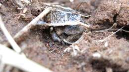 Image of Common Rain Frog