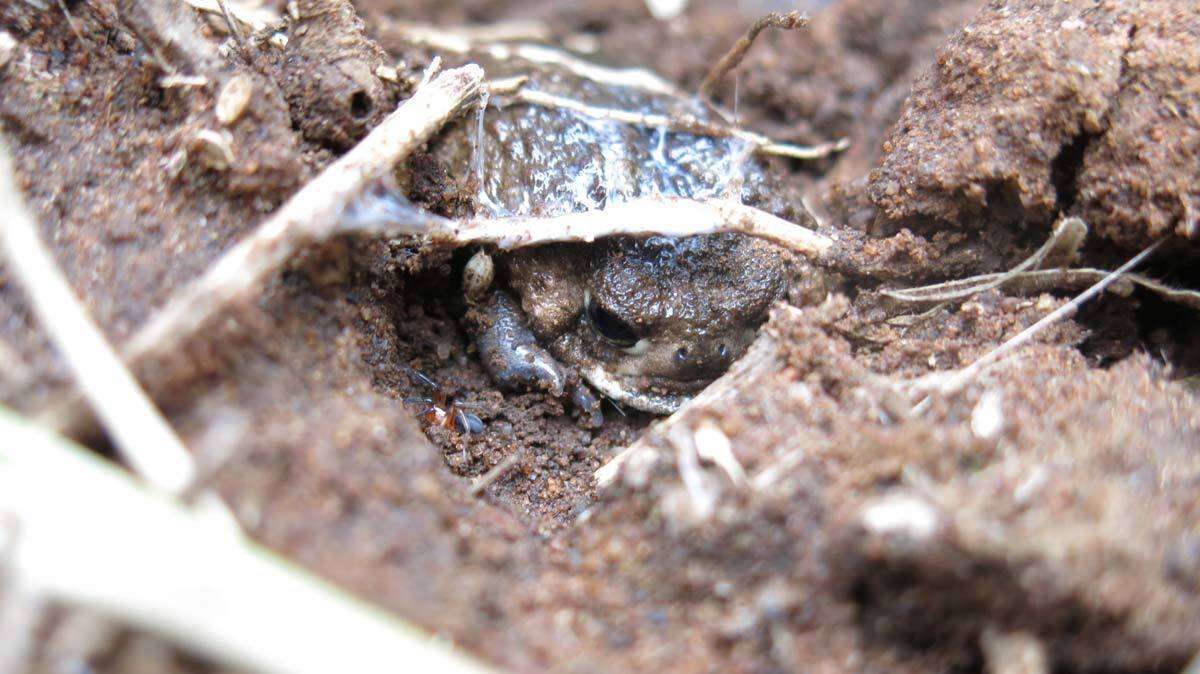 Image of Common Rain Frog