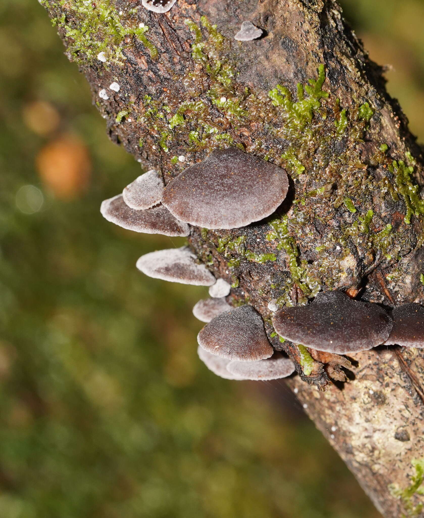 Resupinatus cinerascens (Cleland) Grgur. 1997 resmi