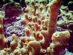 Image of brown tube sponge