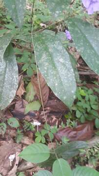 Image of Peruvian wild petunia