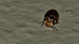 Image of Sacramento Anthicid Beetle