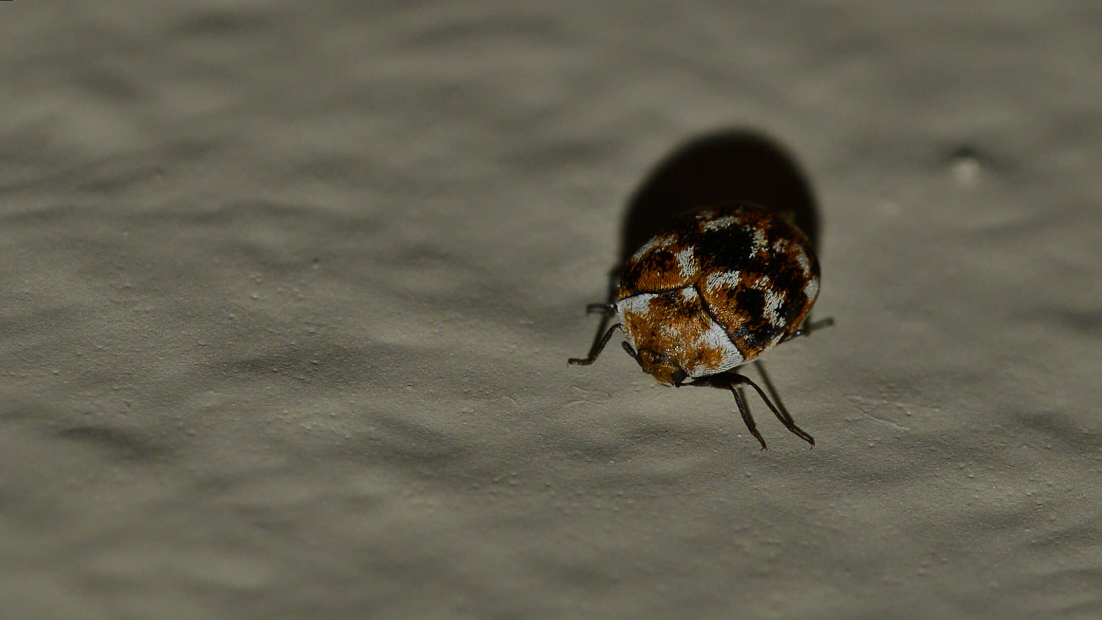 Image of Sacramento Anthicid Beetle